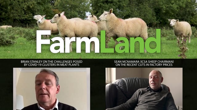 This week's FarmLand: Meat plant Covid-19 clusters and shorn sheep prices...