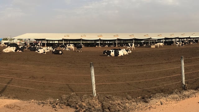Views of a visitor: Dairying in Dubai, UAE