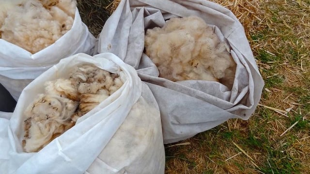 Hill farmers are dumping wool because there is 'no money' for it - cllr