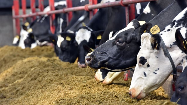 US study shows benefits of feeding fatty acids yield to early lactation cows