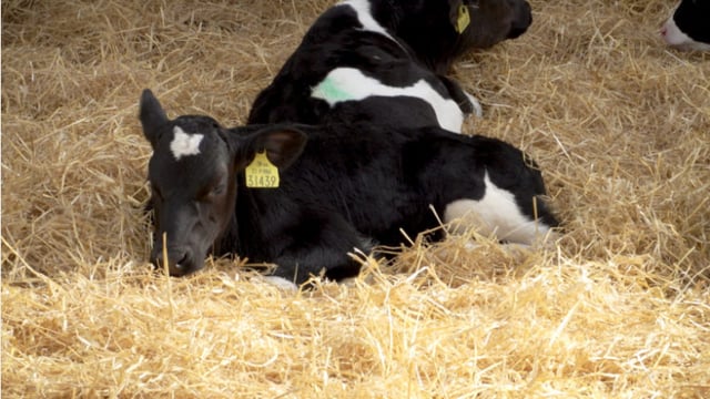 Holstein Friesian calves dominate 2020 calf team on Green Acres farms