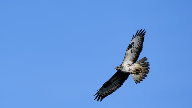 Bird flu virus detected in a buzzard in Galway