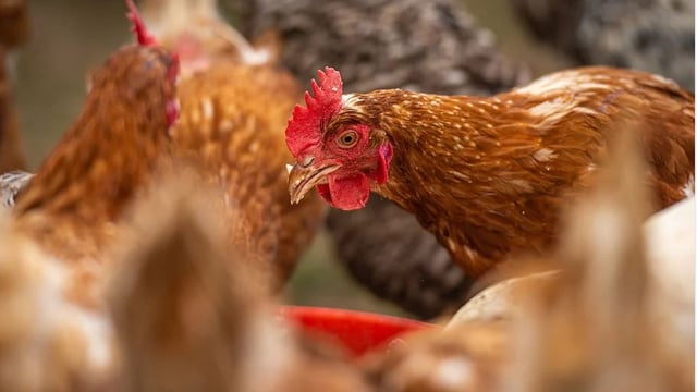 Biosecurity webinar to be held for farmers amid bird flu cases