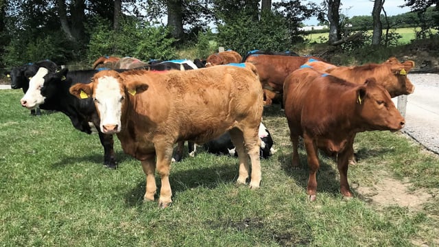 Beef breeding webinar to take place this evening