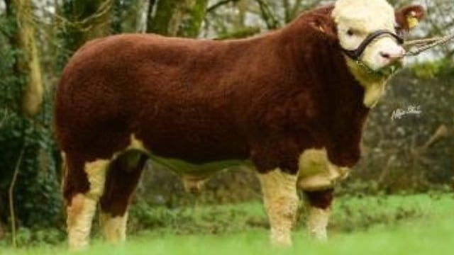 Case study: Gene Ireland Programme delivering the goods