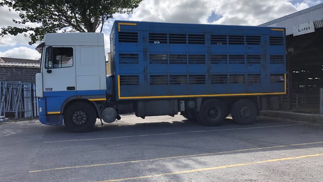 Truckloads of lambs arriving from the UK: 'It's a disgrace'- ICSA
