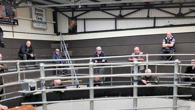 Success at Ballinrobe Mart with bids placed ringside and online