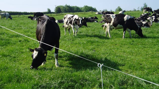 Stocking density versus national milk output: What is the proper balance?