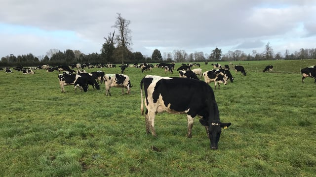 Getting cows out to grass this spring