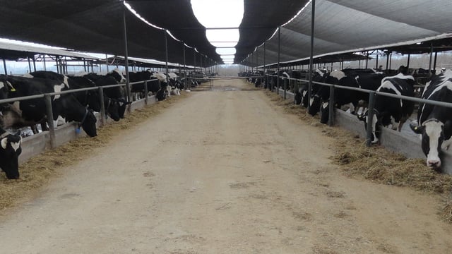 Views of a visitor: Dairying in Chile