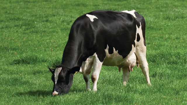 Farm orgs call for no milk price reductions in May