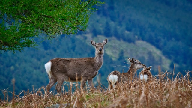 Deer: Progress being made in dealing with 'explosion' in population