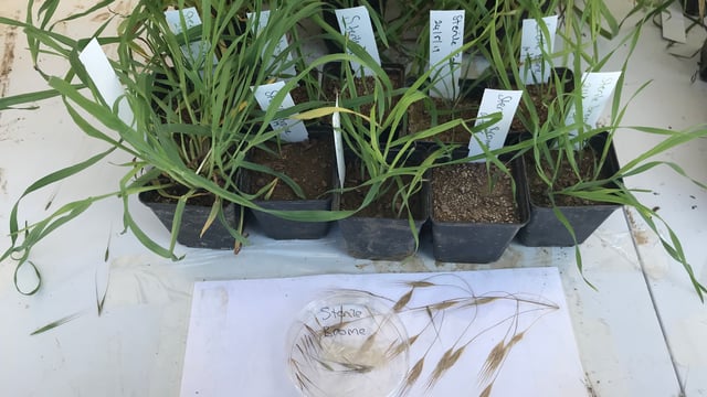 Grass margins act to reduce sterile brome threat