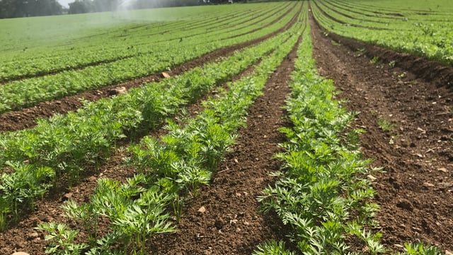 'It costs €100/ac to irrigate a crop just once'