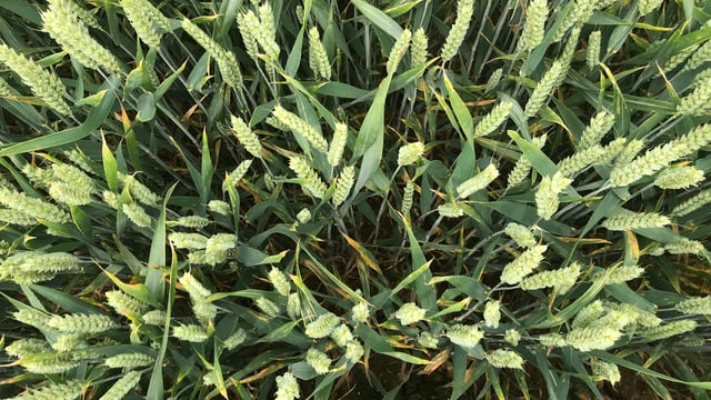 What's coming along in wheat varieties?