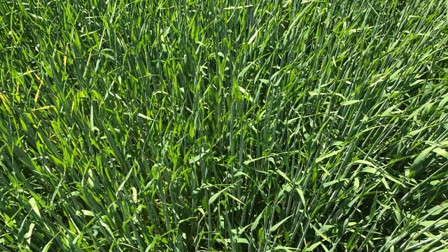 Stressed spring barley and the final fungicide