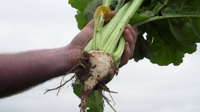Fodder beet: One of the few good news stories for tillage in 2023