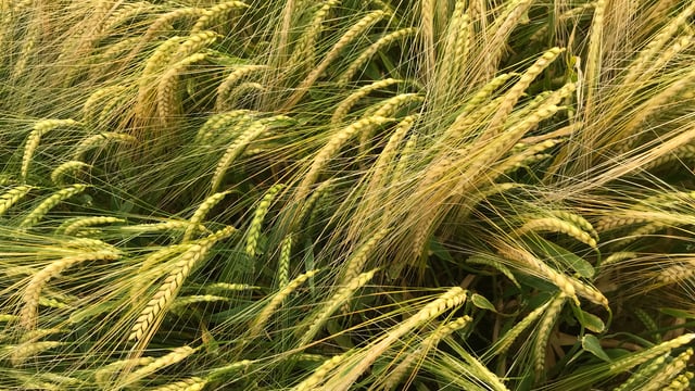 EU agrees to ban herbicide flufenacet due to its toxicity