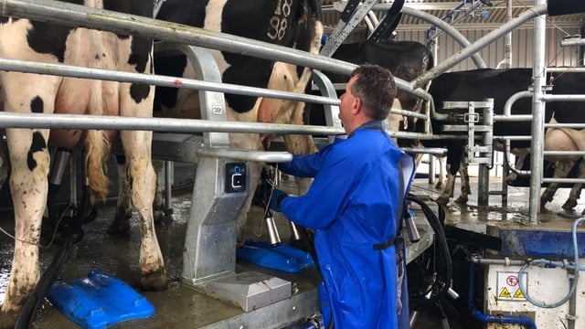 Liquid milk supplies rise but farmer numbers drop in 2019