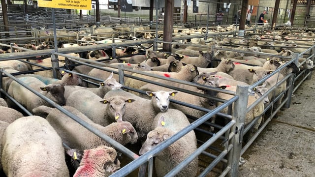 Sheep trade: Base quotes for lambs fall to €5.30/kg