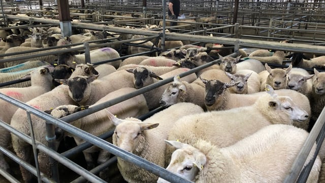 Sheep trade: 'Turbulent week in store', as spring lamb prices slip further