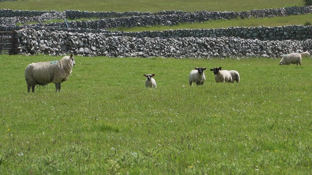 Sheep management: Prioritise good-quality grass for lambs