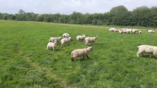 Dry weather conditions leading to major scald issues on sheep farms