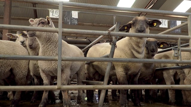 Sheep marts: Strong farmer interest for store lambs