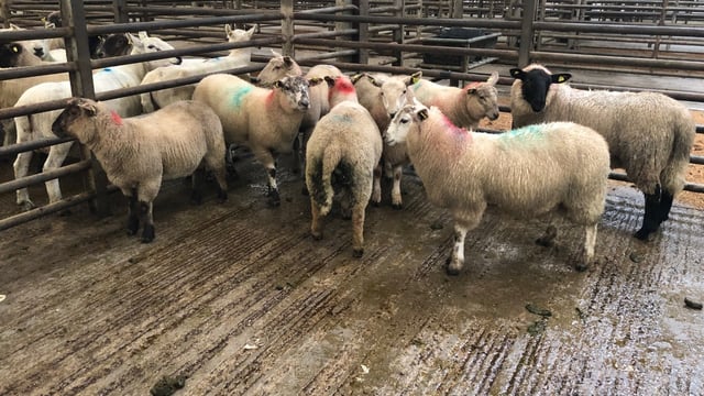 Pics and prices: Butcher lambs make up to €116/head at Enniscorthy Mart