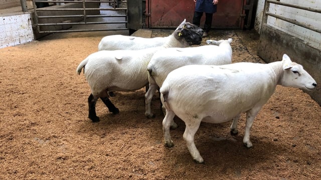 Cull ewe trade remains in strong form