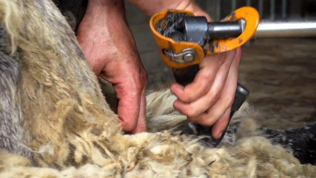 Video: Top tips on how to shear sheep