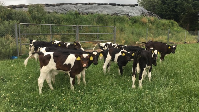 Total calf registrations just shy of the 2 million head mark