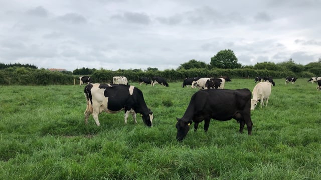 Dairy farm incomes see a 9% increase in 2019