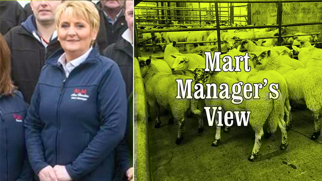Strong trade at Raphoe Mart sees a full clearance of 1,100 lambs