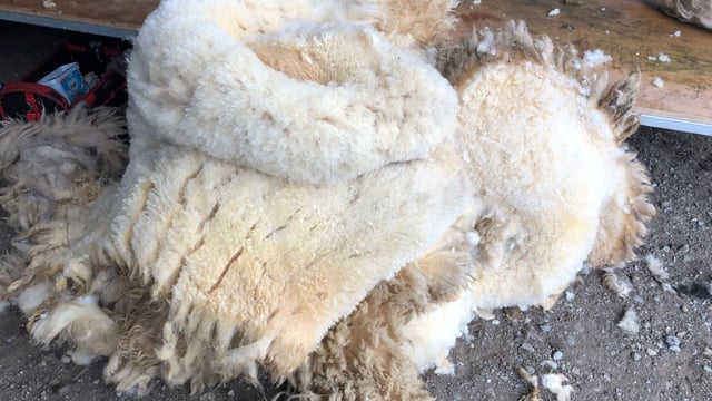 Merchants quoting 15-20c/kg for lowland wool; scotch wool quotes starting at 5c/kg