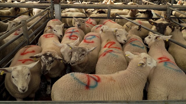 Sheep marts: Ewe trade showing signs of recovery