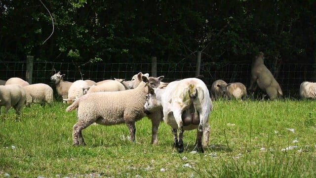 'There has been no word': Clarity sought on Sheep Welfare Scheme