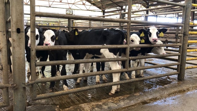 Pics and prices: 'Positive trade' for calves at Enniscorthy Mart