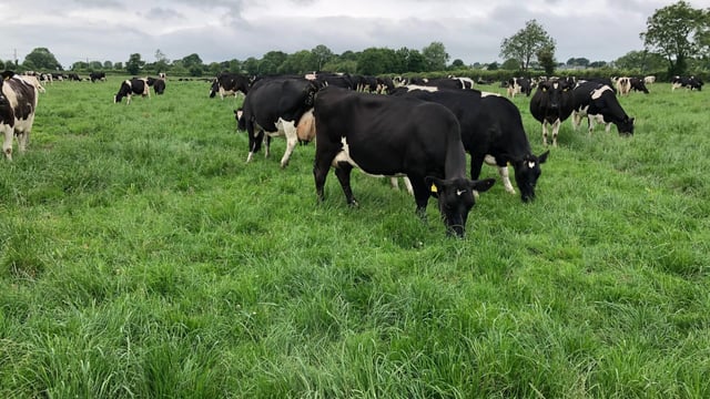 Dairy Focus: Going from 80 to 250 cows in the space of 5 years