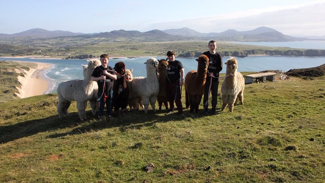 Donegal farmer blazes trail to create 'The Wild Alpaca Way'