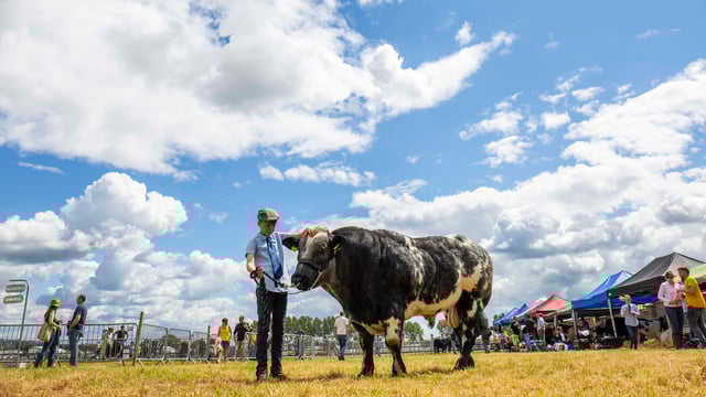 200-year tradition continues as Cork Summer Show goes virtual