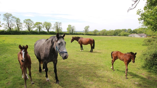 Sale: 'All the features that make it a particularly brilliant farm for any type of livestock'
