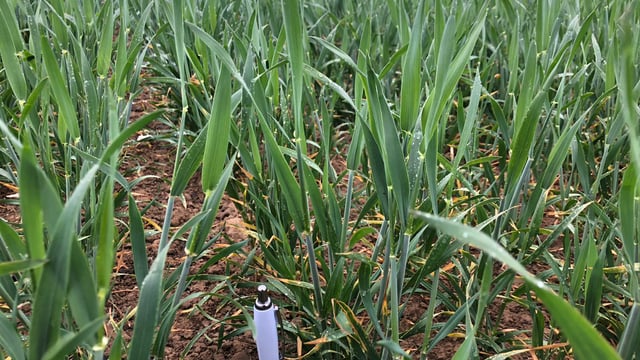 Crop walking: 'The good, the bad and the ugly in the north-east'