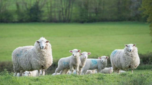 Farmers urged to give views on NI's Rural Needs Act