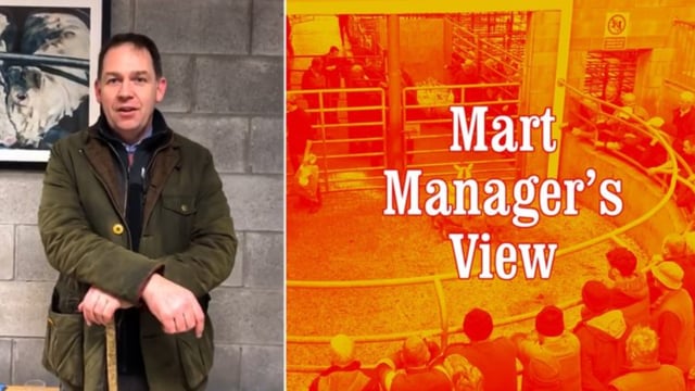 Northern Irish demand for stores and beef lots at Carnew Mart