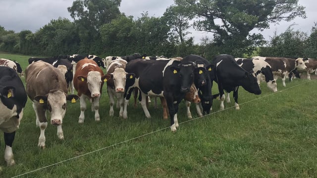 Video: Monitoring liveweight gain performance in Co. Carlow