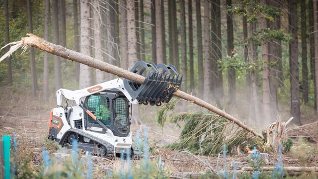 Project Woodland: 60% increase in forestry licensing in 2021