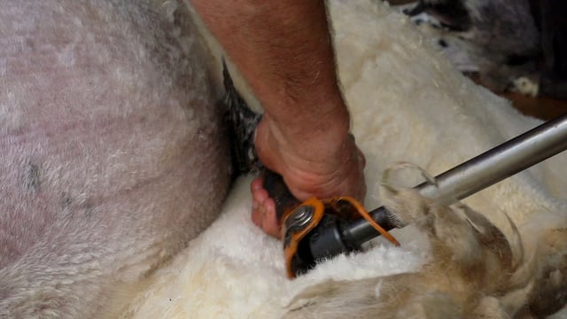 Opinion: Solving the Irish wool market conundrum
