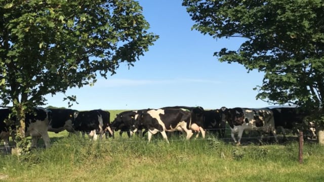 Glanbia peak-milk measures to remain until 2024