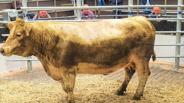 Pics and prices: Cattle numbers up at Ballinrobe Mart